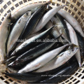 Frozen Pacific Mackerel Fish With Cheap Price